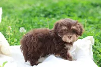 Zuma, a female Havanese for sale in Harrison, AR – Photo 9 of 9