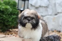 Lucas, a male Shih Tzu for sale in Harrison, AR – 2 of 9