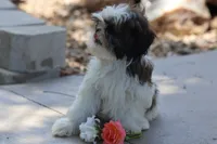 Destiny  , a female Shih Tzu for sale in Harrison, AR – 2 of 10