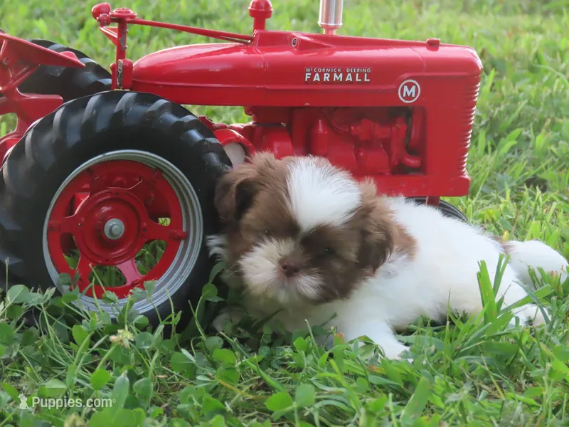 Donut – Shih Tzu puppy for sale in Harrison, AR
