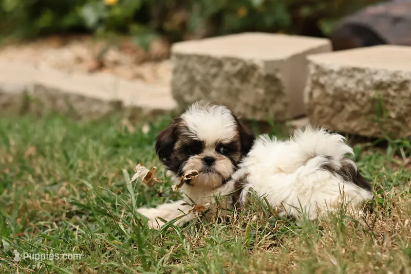 Destiny   – Shih Tzu puppy for sale in Harrison, AR