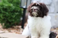 Hattie, a female Havanese for sale in Harrison, AR – 1 of 10
