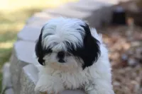 diamond  , a male Shih Tzu for sale in Harrison, AR – 4 of 10