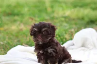 Zinnia, a female Havanese for sale in Harrison, AR – Photo 10 of 10