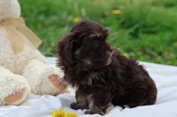 Zinnia, a female Havanese for sale in Harrison, AR – Photo 5 of 10