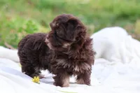 Zinnia, a female Havanese for sale in Harrison, AR – Photo 9 of 10