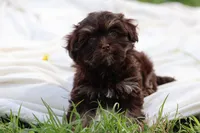 Zinnia, a female Havanese for sale in Harrison, AR – Photo 8 of 10