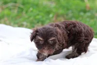 Zinnia, a female Havanese for sale in Harrison, AR – Photo 7 of 10