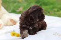 Zinnia, a female Havanese for sale in Harrison, AR – Photo 6 of 10