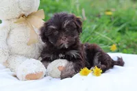 Zinnia, a female Havanese for sale in Harrison, AR – Photo 3 of 10