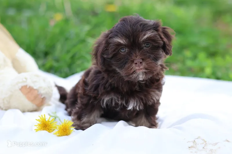 Zinnia, a female Havanese for sale in Harrison, AR – Photo 1 of 10
