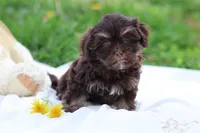 Zinnia, a female Havanese for sale in Harrison, AR – Photo 1 of 10