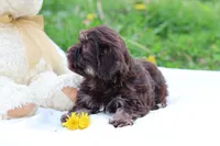 Zinnia, a female Havanese for sale in Harrison, AR – Photo 4 of 10
