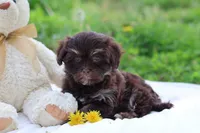 Zinnia, a female Havanese for sale in Harrison, AR – Photo 2 of 10