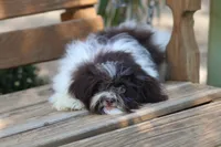 Hattie, a female Havanese for sale in Harrison, AR – 3 of 7