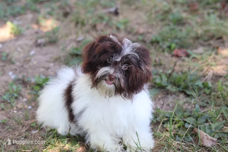 Hattie – Havanese puppy for sale in Harrison, AR