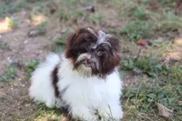 Hattie, a female Havanese for sale in Harrison, AR – 1 of 7
