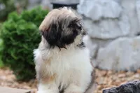 Lucas, a male Shih Tzu for sale in Harrison, AR – 6 of 9