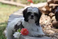 Destiny  , a female Shih Tzu for sale in Harrison, AR – 5 of 10
