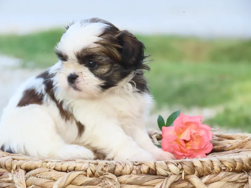 Destiny   – Shih Tzu puppy for sale in Harrison, AR