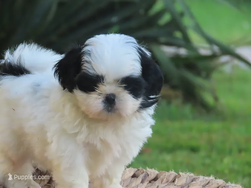 diamond   – Shih Tzu puppy for sale in Harrison, AR