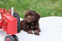 Cocoa, a male Havanese for sale in Harrison, AR – Photo 5 of 7