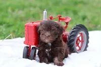 Cocoa, a male Havanese for sale in Harrison, AR – Photo 4 of 7