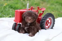 Cocoa, a male Havanese for sale in Harrison, AR – Photo 1 of 7