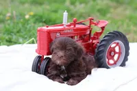 Cocoa, a male Havanese for sale in Harrison, AR – Photo 3 of 7