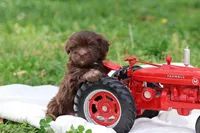 Cocoa, a male Havanese for sale in Harrison, AR – Photo 7 of 7