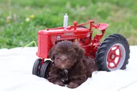 Cocoa, a male Havanese for sale in Harrison, AR – Photo 2 of 7