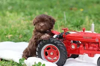 Cocoa, a male Havanese for sale in Harrison, AR – Photo 6 of 7