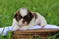 Donut, a male Shih Tzu for sale in Harrison, AR – 7 of 7