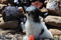 Destiny  , a female Shih Tzu for sale in Harrison, AR – 6 of 10