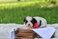 Destiny  , a female Shih Tzu for sale in Harrison, AR – 1 of 8