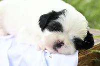 diamond  , a male Shih Tzu for sale in Harrison, AR – 6 of 8