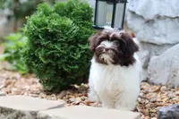 Hattie, a female Havanese for sale in Harrison, AR – 9 of 10
