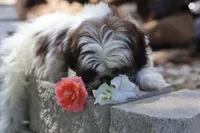 Destiny  , a female Shih Tzu for sale in Harrison, AR – 10 of 10