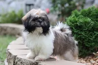 Lucas, a male Shih Tzu for sale in Harrison, AR – 9 of 9