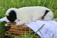 diamond  , a male Shih Tzu for sale in Harrison, AR – 3 of 8
