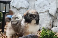 Lucas, a male Shih Tzu for sale in Harrison, AR – 5 of 9