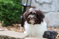 Hattie, a female Havanese for sale in Harrison, AR – 6 of 10