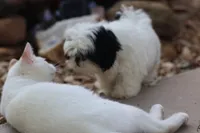 diamond  , a male Shih Tzu for sale in Harrison, AR – 7 of 10