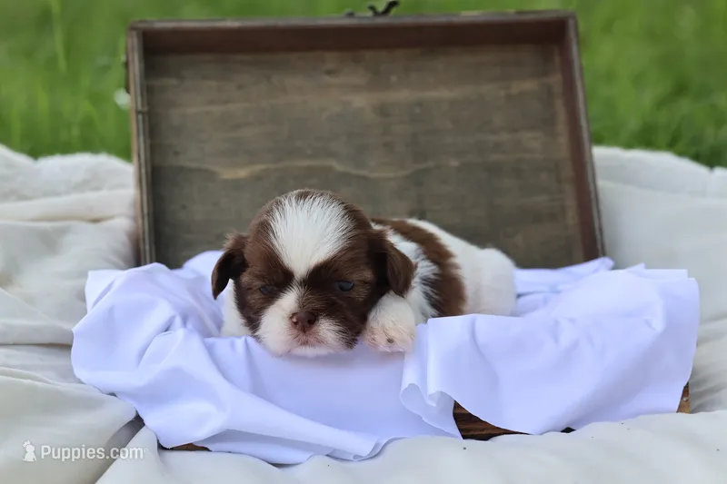 Donut – Shih Tzu puppy for sale in Harrison, AR