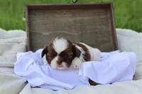 Donut, a male Shih Tzu for sale in Harrison, AR – 1 of 7