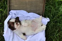 Donut, a male Shih Tzu for sale in Harrison, AR – 2 of 7
