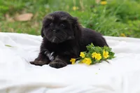 Zara, a female Havanese for sale in Harrison, AR – Photo 5 of 10