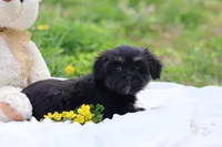Zara, a female Havanese for sale in Harrison, AR – Photo 2 of 10