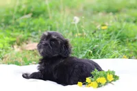 Zara, a female Havanese for sale in Harrison, AR – Photo 8 of 10