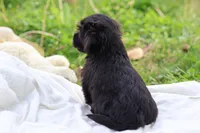 Zara, a female Havanese for sale in Harrison, AR – Photo 10 of 10